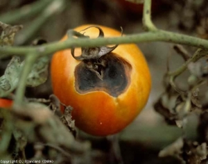 Sépales nécrosés, taches concaves (déprimées), situées au niveau de l'attache pédonculaire du fruit, portant une moisissure noire. <i><b>Alternaria tomatophila</b></i> (alternariose, early blight)
