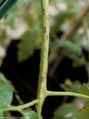 Petites taches  brunes sur pétiole, allongées, s'éclaircissant au centre (début d'attaque). <i><b>Alternaria tomatophila</b></i> (alternariose, early blight)