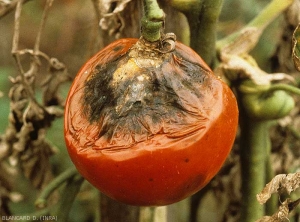 Affaissement des tissus de la zone pédonculaire du fruit qui se couvre d'une moisissure noire. <i><b>Alternaria tenuis</b></i>...