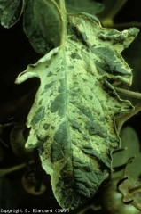 Cette foliole de tomate révèle des taches irrégulières vert sombre et plus ou moins en relief, contrastant avec le reste du limbe argenté. Ce symptôme ne doit pas être confondu avec une mosaïque virale. <b>Argenture</b> (silvering)