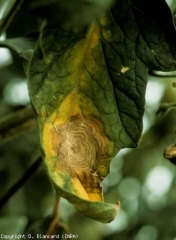 Cette large tache est maintenant bien évoluée. Elle montre une teinte  marron clair et présente des anneaux concentriques plus foncés. <b><i>Botrytis cinerea</i></b> (moisissure grise, grey mold)