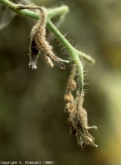 Les pédoncules et les fleurs envahis par  <b><i>Botrytis cinerea</i></b>  ont bruni et se sont  recouverts d'une moisissure grise caractéristique. (moisissure grise, grey mold)