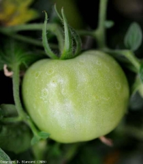 Anneaux blancs bien marqués avec une petite piqûre brune au centre. <b><i>Botrytis cinerea</i></b> (moisissure grise, grey mold)