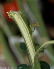 Jaunissement de la moelle en bordure des vaisseaux. <b><i>Clavibacter michiganensis</i> subsp. <i>michiganensis</i></b> (chancre bactérien, bacterial canker)