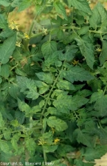 Mosaïque sur la base des feuilles d'une plante. <b>Virus de la mosaïque du concombre</b> (<i>Cucumber mosaic virus</i>, CMV)