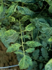 Mosaïque sur la base des feuilles d'une plante. <b>Virus de la mosaïque du concombre</b> (<i>Cucumber mosaic virus</i>, CMV)