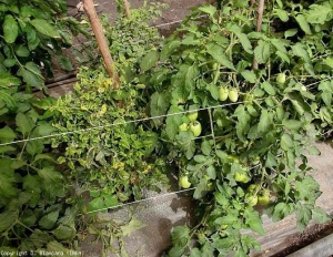 Nombreuses folioles incurvées de taille réduite conférant à la plante un aspect de buisson. <b>Virus des feuilles jaunes en cuillère</b> (<i>Tomato yellow leaf curl virus</i>, TYLCV)