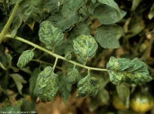 Folioles gaufrées et mosaïquées. <b>Virus de la mosaïque du tabac</b> (<i>Tobacco mosaic virus</i>, TMV)