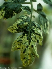 Mosaïque très marquée en plages jaunes vif sur folioles. <b>Virus de la mosaïque du tabac</b> (<i>Tobacco mosaic virus</i>, TMV), souche Aucuba.