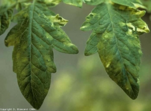 Mosaïque en taches jaunes. Alternance de plages vert clair et vert foncé. <b>Virus de la mosaïque du tabac</b> (<i>Tobacco mosaic virus</i>, TMV)