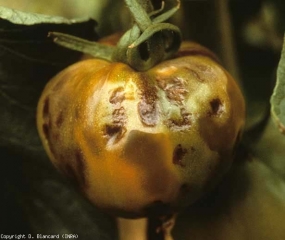 Nombreuses nécroses brunes irrégulières légèrement bosselées. <b>Virus de la mosaïque du tabac</b> (<i>Tobacco mosaic virus</i>, TMV)