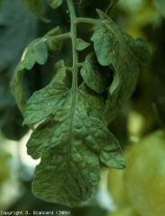 Taches, nécroses brunes diffuses (début d'attaque). <b>Virus Y de la pomme de terre</b> (<i>Potato virus Y</i>, PVY). Souche nécrogène.