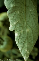 On distingue parfois un discret duvet blanc à la face inférieure du limbe des folioles oïdiées. <b><i>Leveillula taurica</i></b> (oïdium interne, powdery mildew)