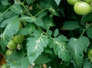 Plusieurs folioles de ce pied de tomate présentent des galeries sinueuses réalisées dans le limbe par des larves de  <b>mouches mineuses</b>.