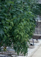 De nombreuses vieilles feuilles subissent une chlorose internervaire bien visible. <b>Carence en magnésium </b>