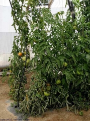 Les plantes de cette culture de tomate sous abri présentent des folioles plus ou moins enroulées, notamment les feuilles basses. <b>Enroulement physiologique des folioles</b>
