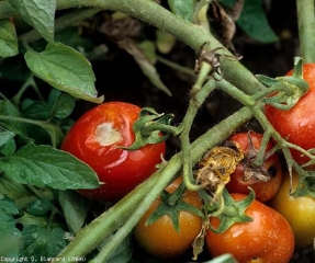 Ce fruit mûr est partiellement dégradé par une pourriture humide et molle. Les tissus liquéfiés se sont effondrés et la pellicule, plissée par endroits ne va pas tarder à se rompre. Une moisissure aérienne blanche commence à se développer. <b>Pourritures à mucorales</b> (<i>Rhizopus</i> and <i>Mucor</i> rot)