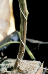 fusarium_tomate_DB_159_532