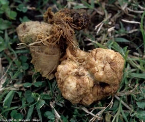 La taille des galles est parfois importante comme on peut le constater sur cette portion de système racinaire de tomate. <i><b>Rhizobium radiobacter</b></i> (<i>Agrobacterium tumefaciens</i>, tumeur bactérienne du collet, crown gall)