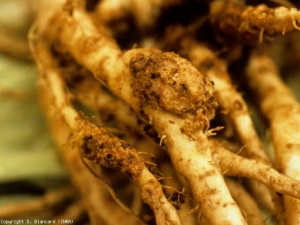 Galle excentrée, rugueuse et liégeuse, de couleur marron sur racine de tomate. <b><i>Spongospora Subterranea</i></b> (tumeurs racinaires à <i>Spongospora, Spongospora</i> root tumor) (en sol)