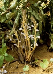 orobanche_tomate_DB_305_517