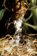 <b><i>Sclerotinia sclerotiorum</i></b> (sclérotinioses, <i>Sclerotinia</i> basal stem canker)