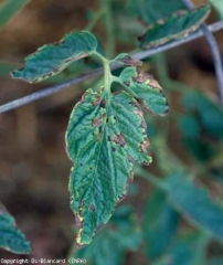 Sur les folioles, des taches marrons, voire brunâtres, parfois légèrement anguleuses, parsèment le limbe. <b><i>Xanthomonas</i> sp.</b> (gale bactérienne, bacterial spot)