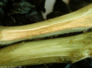 Les vaisseaux de la tige du haut sont plus ou moins brun pâle et contrastent avec ceux, sains, de celle du bas. <b><i>Verticillium dalhiae</i></b> (verticilliose, <i>Verticillium</i> wilt)