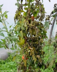 Ce pied de tomate est quasiment entièrement mildiousé. De nombreuses feuilles sont brunes et nécrosées. Des tronçons de la tige montrent une coloration brun-noir. <i><b>Phytophthora infestans</b></i> (mildiou, late blight)