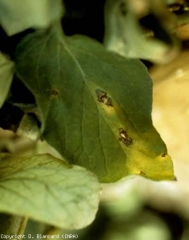 Taches brunes légèrement angulaires, fendues au centre, chlorose d'une partie du limbe. <b><i>Stemphylium vesicarium</i></b> (stemphyliose, grey leaf spot)