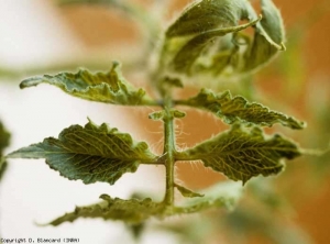 Foliole très dentelée et boursoufflée, plus pointue, dont les nervures ont tendance à être parallèles. <b>Phytotoxicité</b> (excès d'hormone)