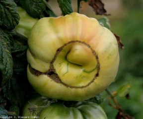 A la suite de l'utilisation d'un herbicide hormonal, de nombreux fruits se sont avérés particulièrement déformés par la présence de plusieurs cicatrices liégeuses réparties sur l'ensemble de la surface des fruits. <b>Phytotoxicité</b>