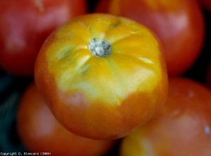 Dans le cas du <b>collet jaune</b> (yellow shoulder), les tissus du péricarpe situés dans la zone pédonulaire demeurent jaunes, même lorsque le fruit est bien mûr. 