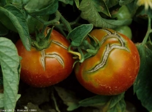 De larges éclatements longitudinaux, subérisés en périphérie, crevassent ces fruits. <b>Fentes de croissance</b> (growth cracks)