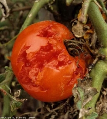 De nombreux coups de bec d'un oiseau ont abîmés ce fruit. <b>Dégât d'oiseau</b>