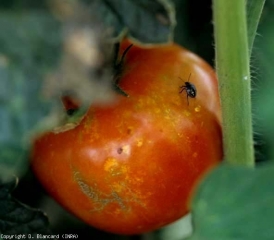 Ce fruit mûr révèle de nombreuses lésions irrégulières et chlorotiques. La larve de <i>Nezara viridula</i> que l'on distingue en est à l'origine. <b>Punaises</b> (bugs)