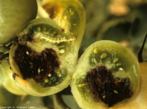 Une coupe transversale réalisée dans un fruit perforé permet de constater les dégâts occasionnés par cette chenille verte. <b>Dégâts de chenille</b> (noctuelles)