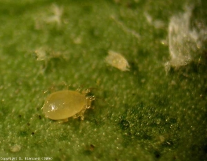 Protonymphe de <i>Tetranychus urticae</i>. <b>Acarien tisserand</b> (spider mite)