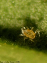 Aspect d'une protonymphe de <i>Tetranychus urticae</i>, de couleur vert clair, elle possède quatre pattes. <b>Acarien tisserand</b> (spider mite)