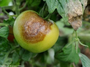 Cette taches est plus avancée. Elle est brune, bien  marbrée et irrégulièrement bosselées en surface. <i><b>Phytophthora infestans</b></i> (mildiou, late blight)