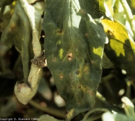 Petites taches légèrement angulaires (de 2 à 10 mm de diamètre) d'abord brunes dont le centre devient plus clair (gris) et se fend, chlorose du limbe en périphérie des taches <b><i>Stemphylium vesicarium</i></b> (stemphyliose, grey leaf spot)