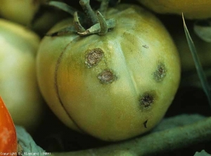 Quatre taches pustuleuses et liégeuses, huileuses en périphérie, sont bien visibles sur ce fruit encore vert. <b><i>Xanthomonas</i> sp.</b> (gale bactérienne, bacterial spot)