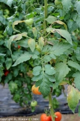 Plusieurs folioles de cette plante sont localement chlorotiques et ternes. <i><b>Aculops lycopersici</b></i> (acariose bronzée, tomato russet mite)