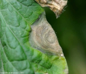 Un excès d'humidité a permis au mycélium de <b><i>Botrytis cinerea</i></b> de pénétrer directement la cuticule de cette foliole, où une lésion nécrotique s'est développée à la périphérie du limbe. En plus de motifs concentriques brun foncé, elle est partiellement couverte des conidiophores et des conidies de ce champignon. (moisissure grise, grey mold)