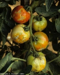 Sur certains bouquets, les fruits présentent des lésions nécrotiques irrégulières de teinte blanchâtre. <b>Virus de la mosaïque du concombre</b> (<i>Cucumber mosaic virus</i>, CMV)