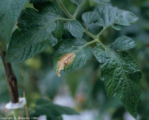 Les taches, d'abord brunes, ont pris une teinte beigeâtres, tandis que les nervures sont noirâtres. <b><i>Didymella lycopercisi</i></b> (taches à <i>Didymella</i>, <i>Didymella</i> leaf spot)