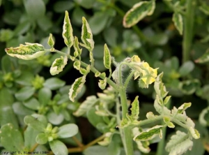 Les folioles peuvent être essentiellement enroulées vers le haut et l'intérieur du limbe. <b>Virus des feuilles jaunes en cuillère</b> (<i>Tomato yellow leaf curl virus</i>, TYLCV)