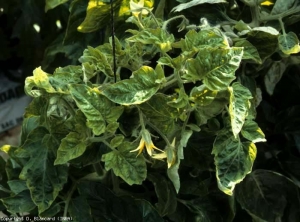 Les folioles situées au niveau de l'apex sont plus petites que les autres, plus ou moins chlorotiques et déformées, voire cloquées. <b>Virus du rabougrissement marbré de l'aubergine</b> (<i>Eggplant mottled dwarf virus</i>, EMDV)