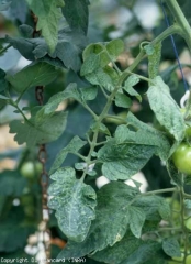 On note parfois un éclaircissement et un jaunissement des nervures, la décoloration gagnant par la suite progressivement le limbe. <b>Virus du rabougrissement marbré de l'aubergine</b> (<i>Eggplant mottled dwarf virus</i>, EMDV)