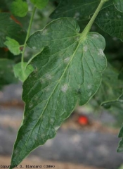 Quelques taches poudreuses, blanches et circulaires, parsèment le limbe de cette foliole. <b><i>Oidium neolycopersici</i></b> (oïdium, powdery mildew)